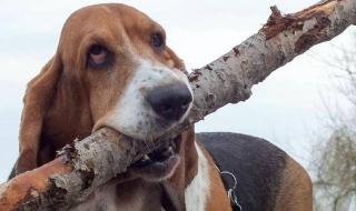 小狗睡觉翻白眼 小狗睡觉翻白眼