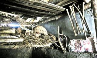 药用木瓜学名叫什么 药用木瓜学名叫什么