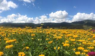 塞罕坝国家森林公园 塞罕坝国家森林公园