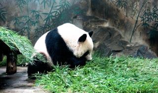 杭州野生动物园地址 杭州野生动物园地址