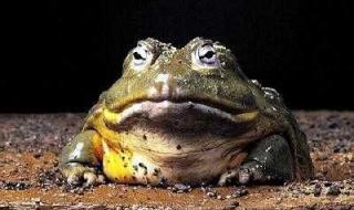 中华大蟾蜍 中华大蟾蜍