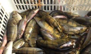 野生石斑鱼 野生石斑鱼