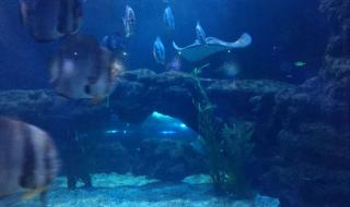 郑州海洋馆 郑州海洋馆