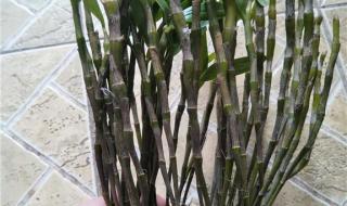 金钗石斛多少钱一斤