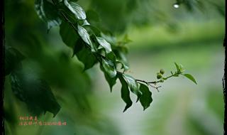 下雨的时候会想你 下雨的时候会想你