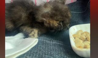 俄罗斯电影小家伙结局 俄罗斯电影小家伙结局