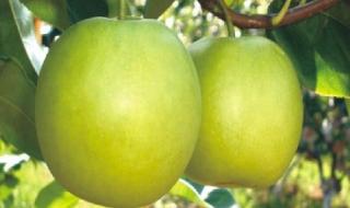 泰拉生命水晶种子 泰拉生命水晶种子